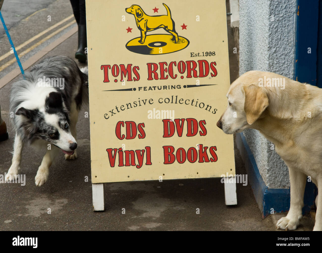 Golden Labrador keeping guard in a doorway of Tom`s record shop Stock Photo